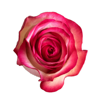 CARRUSEL DE ROSAS