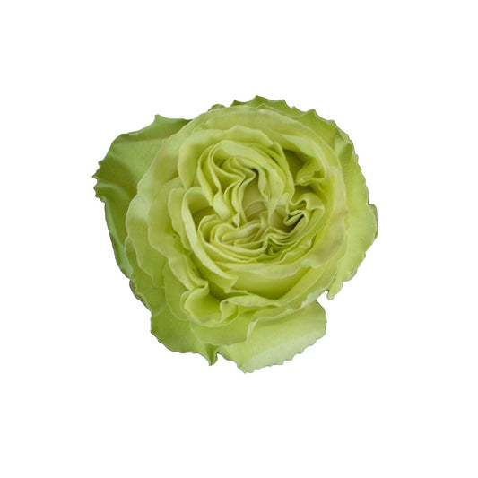 ROSAS WASABI