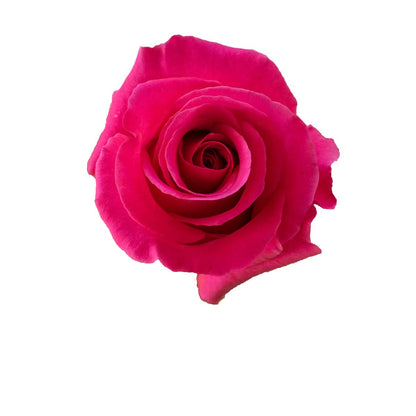 ROSAS FLOY ROSA