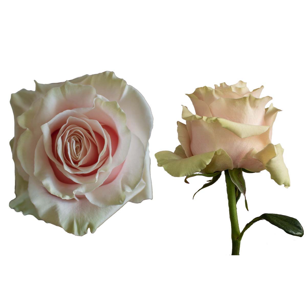 Mondial Roses Images Open media 2 in modal