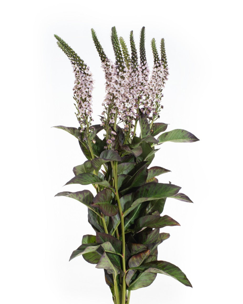 LYSIMACCHIA BROWNISH