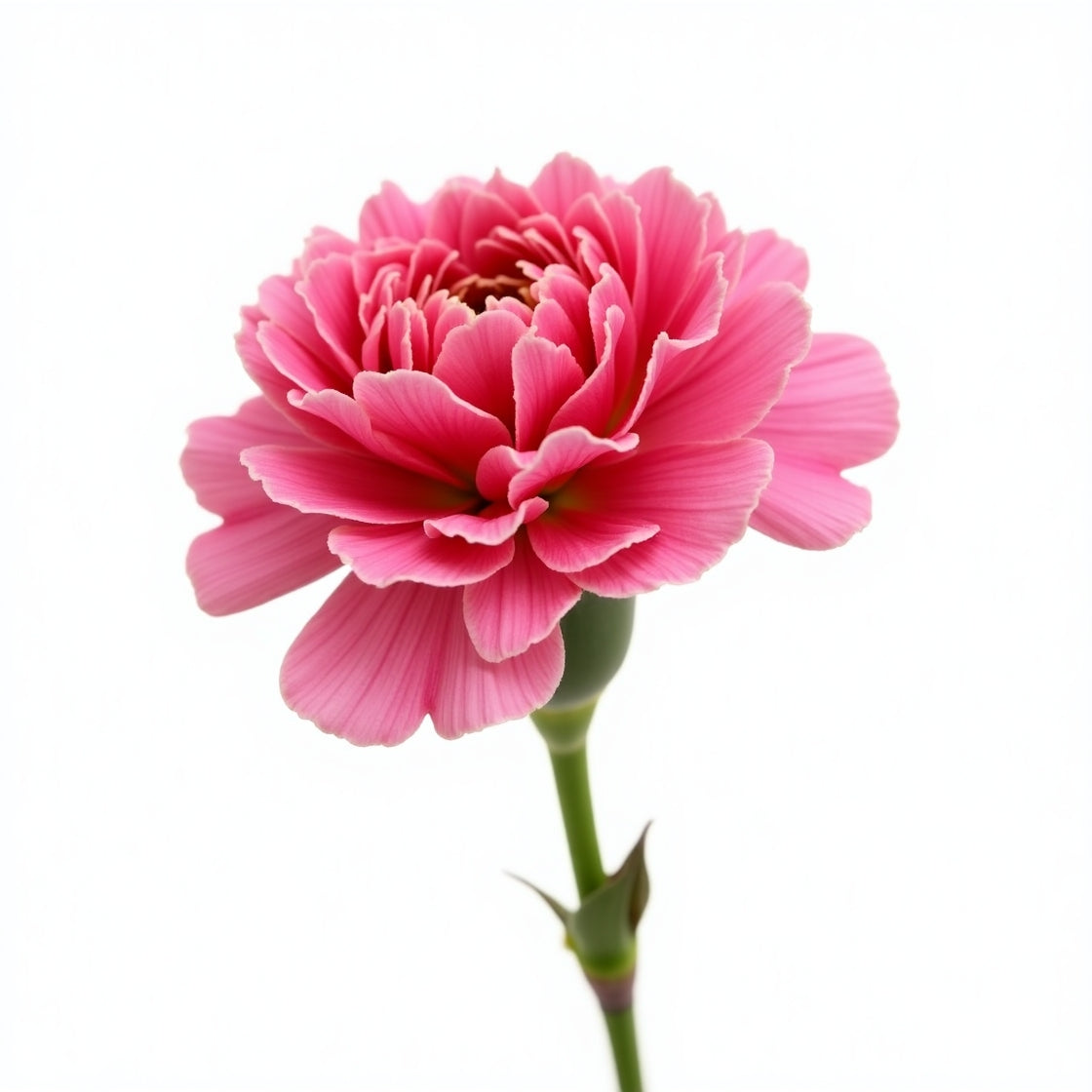 CARNATION DARK PINK