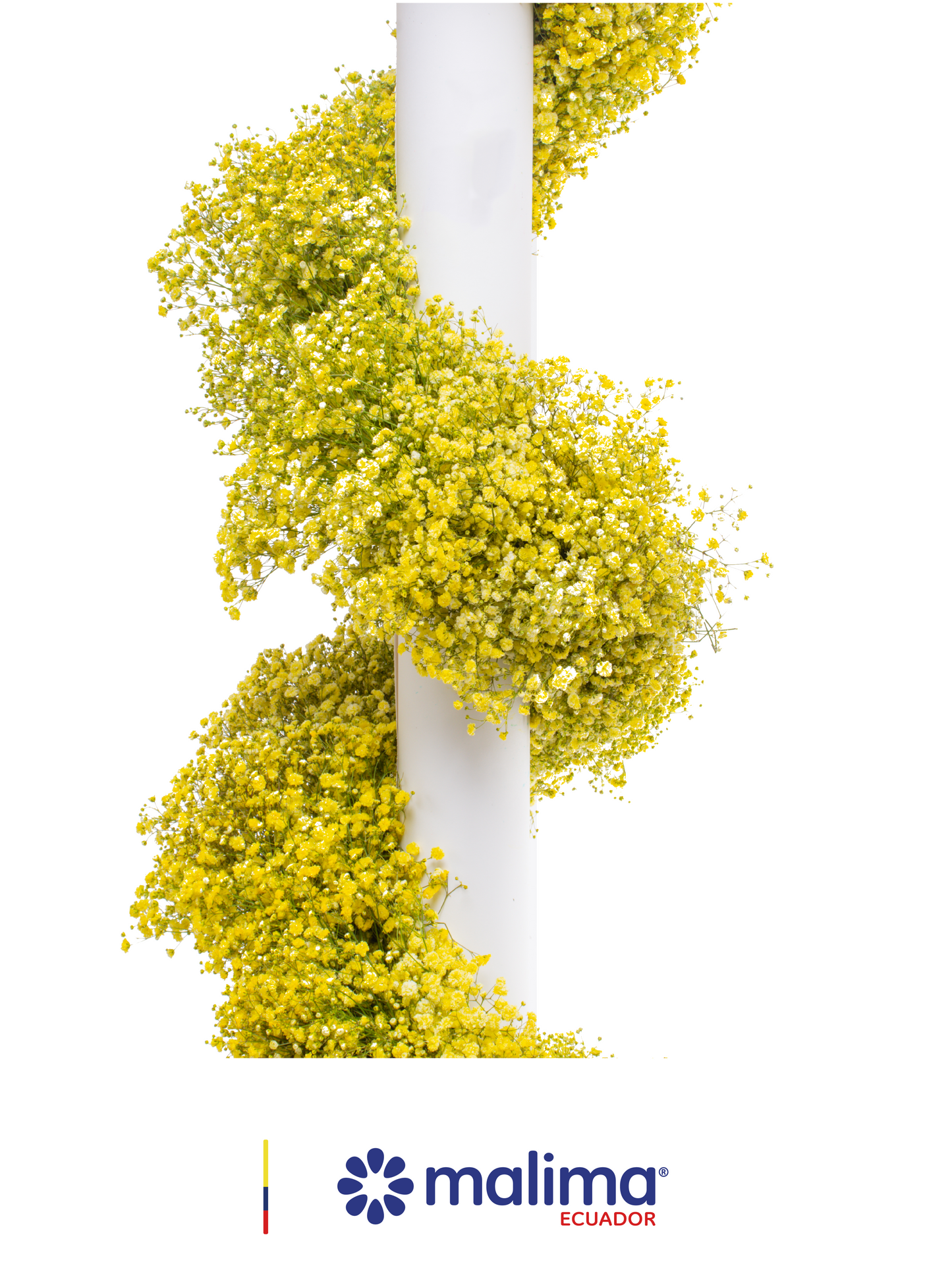 GARLAND YELLOW