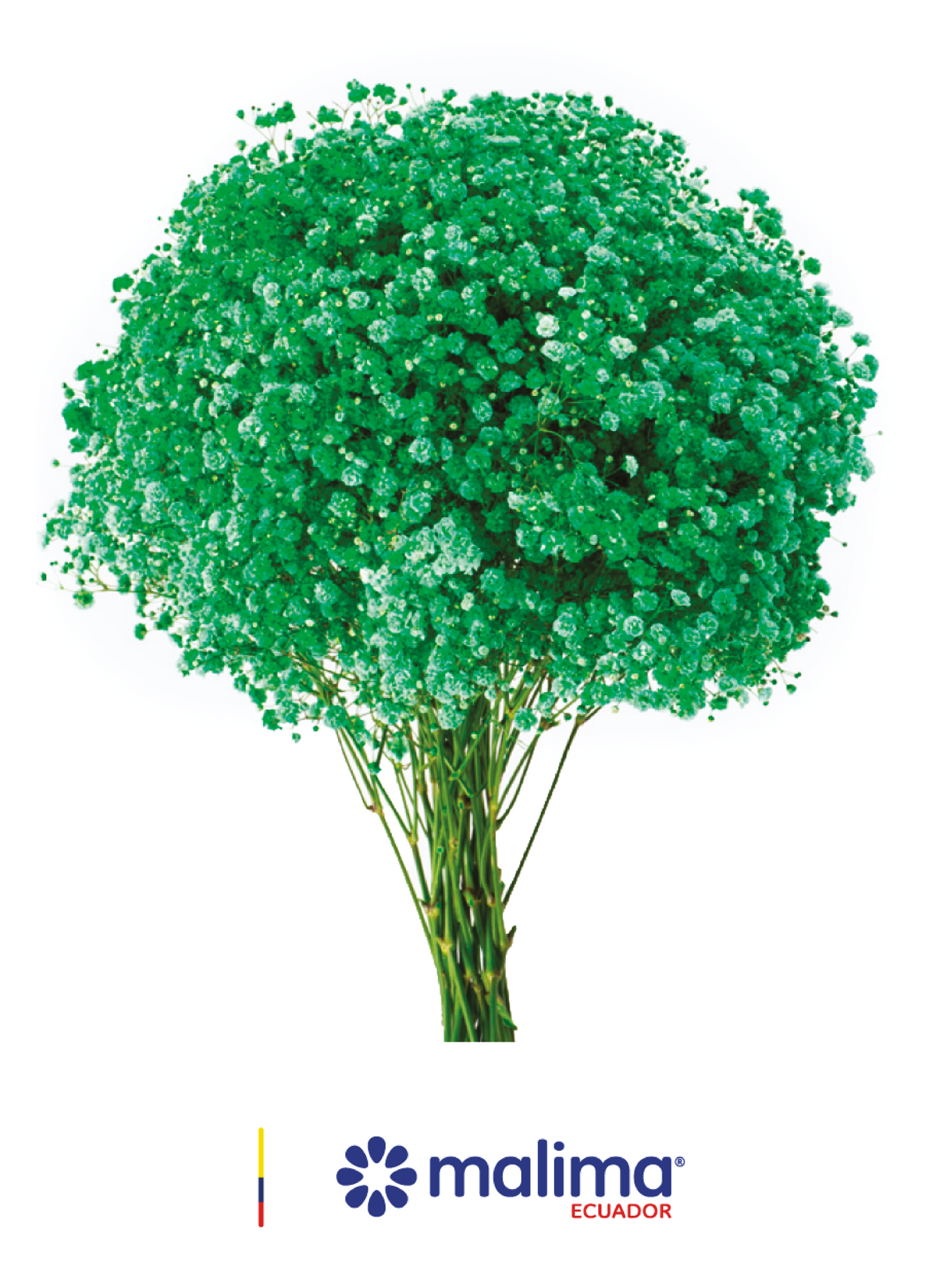 GYPSO TINTED GREEN