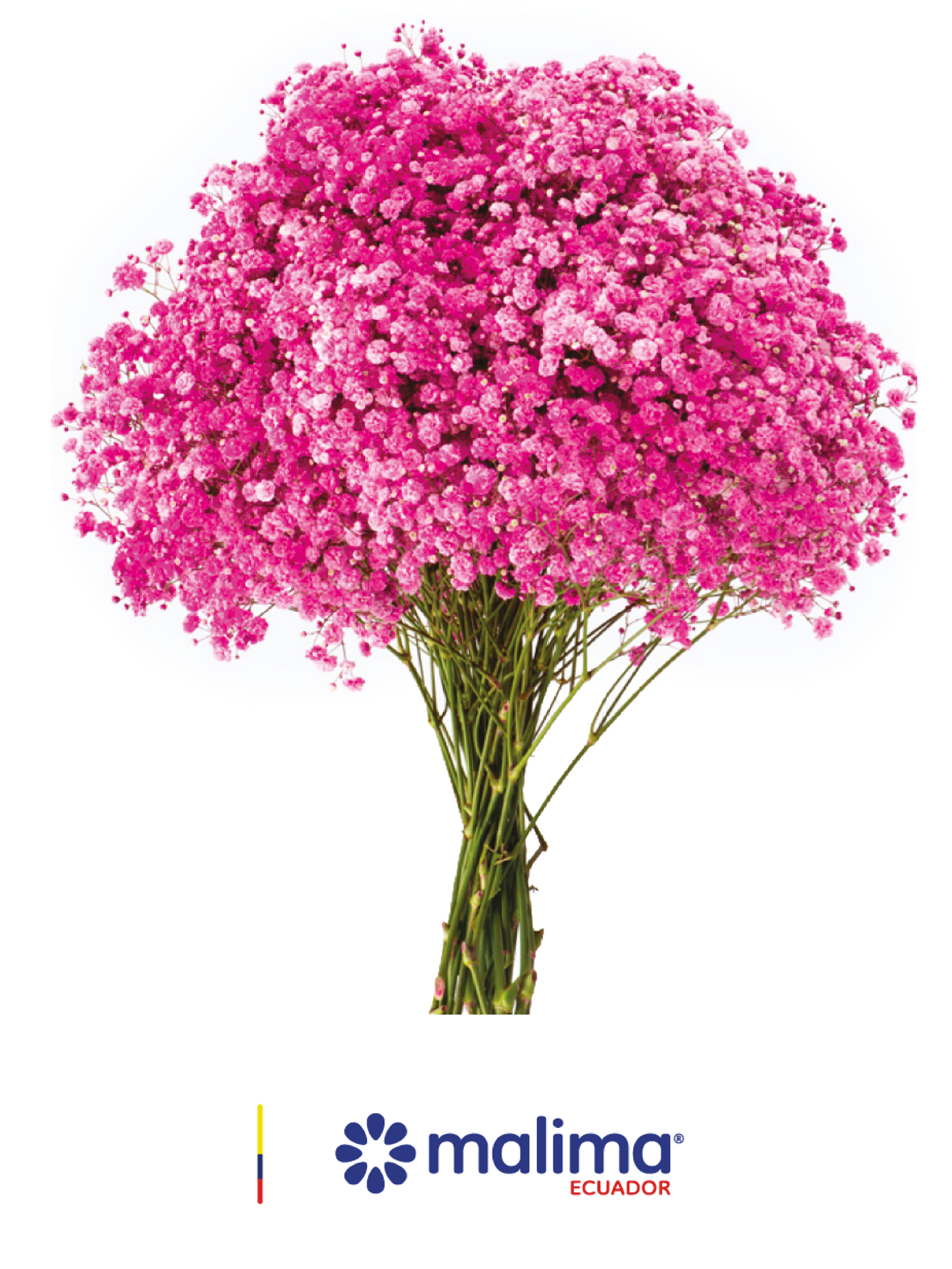 GYPSO TINTED HOT-PINK
