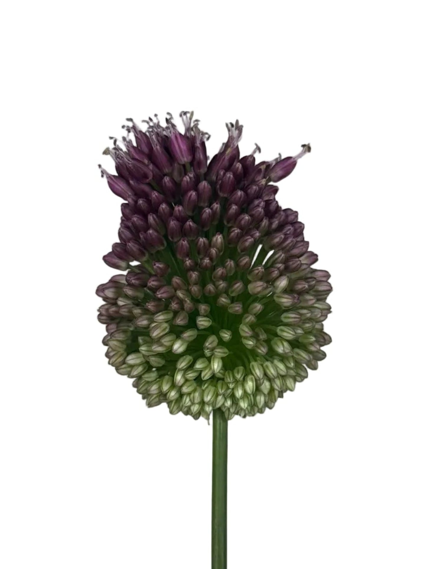 ALLIUM BULLIT PURPLE