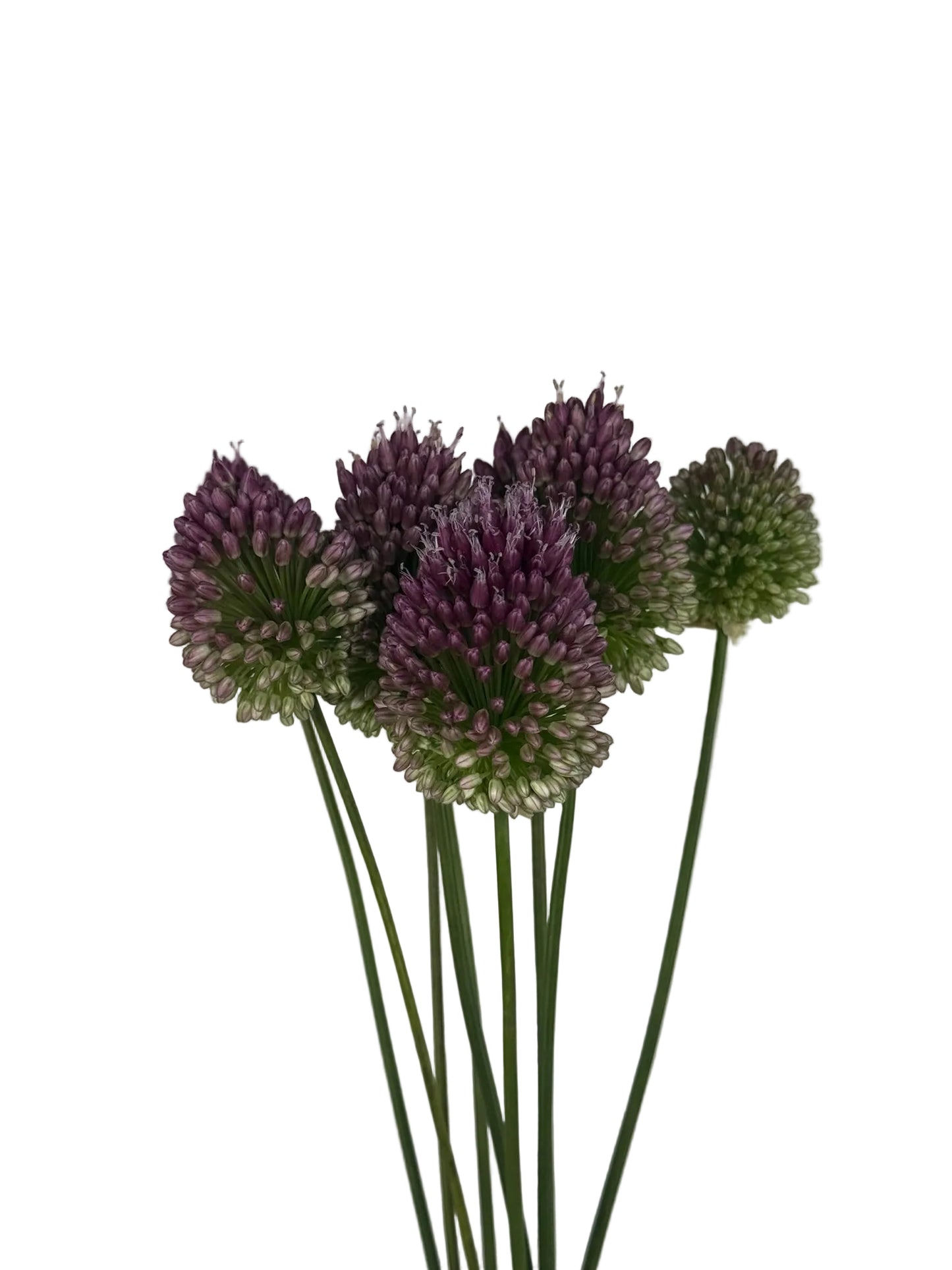 ALLIUM BULLIT PURPLE