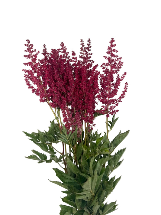 ASTILBE PAUL GAARDER