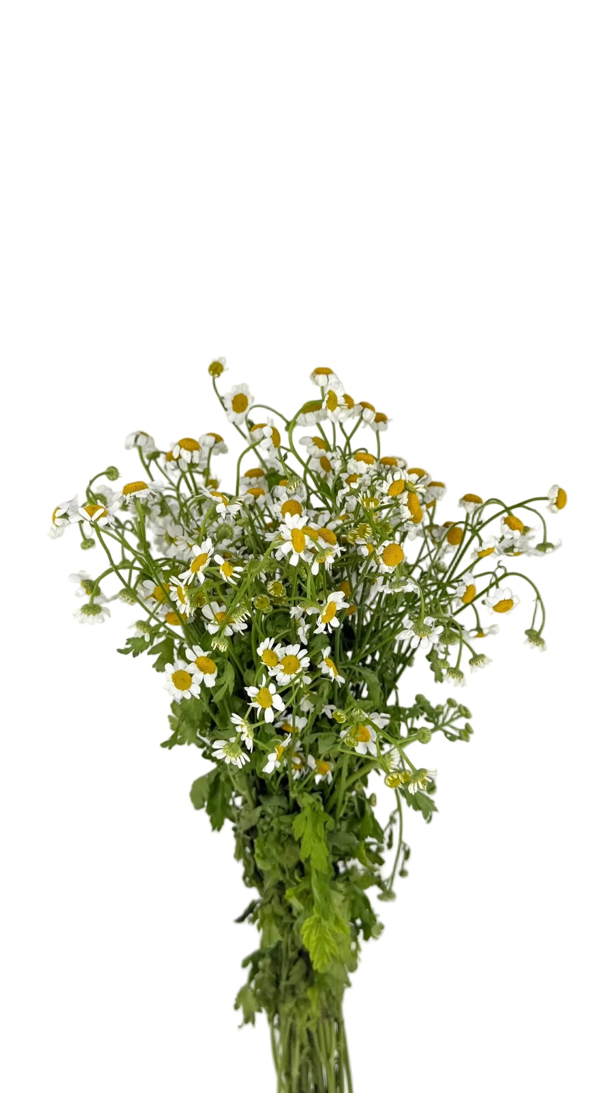 CHAMOMILE