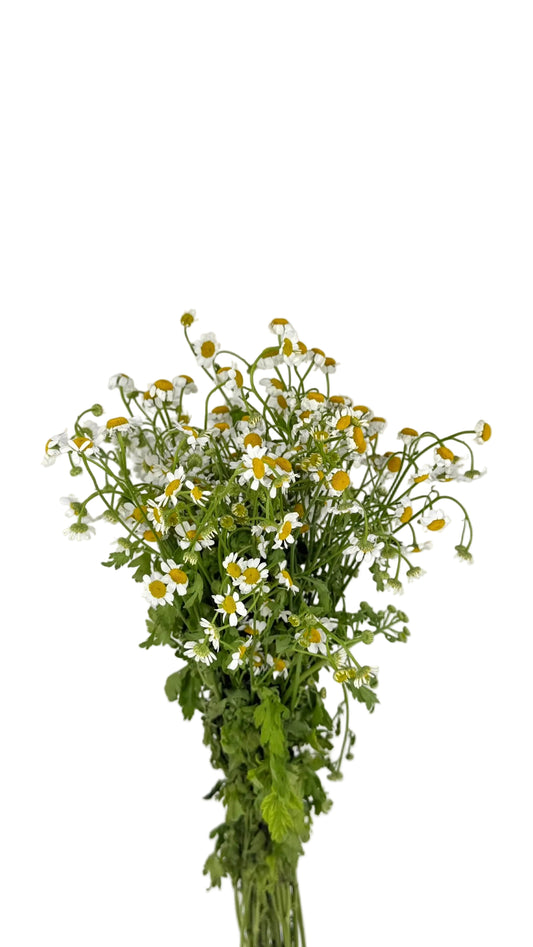 CHAMOMILE