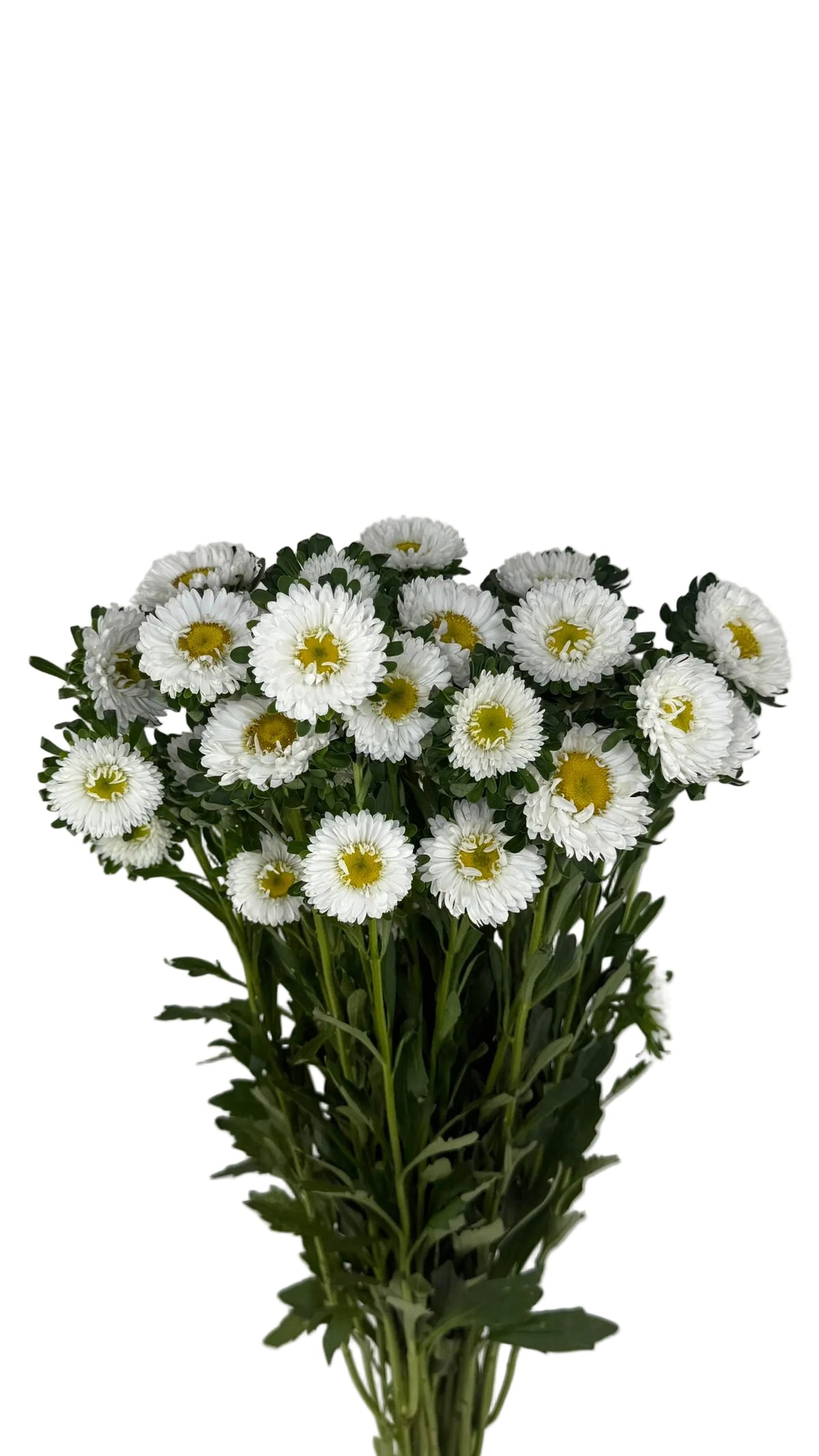 ASTER MATSUMOTO WHITE