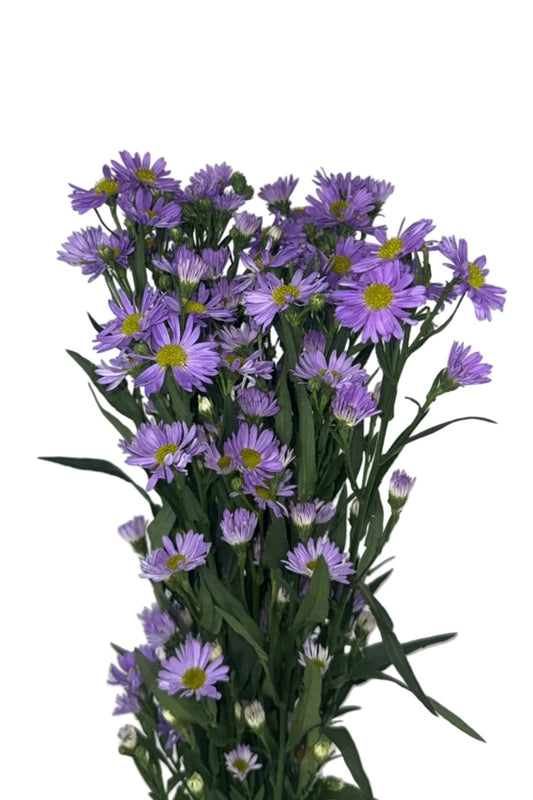 ASTER PURPLE