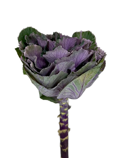 KALE CRANE PURPLE