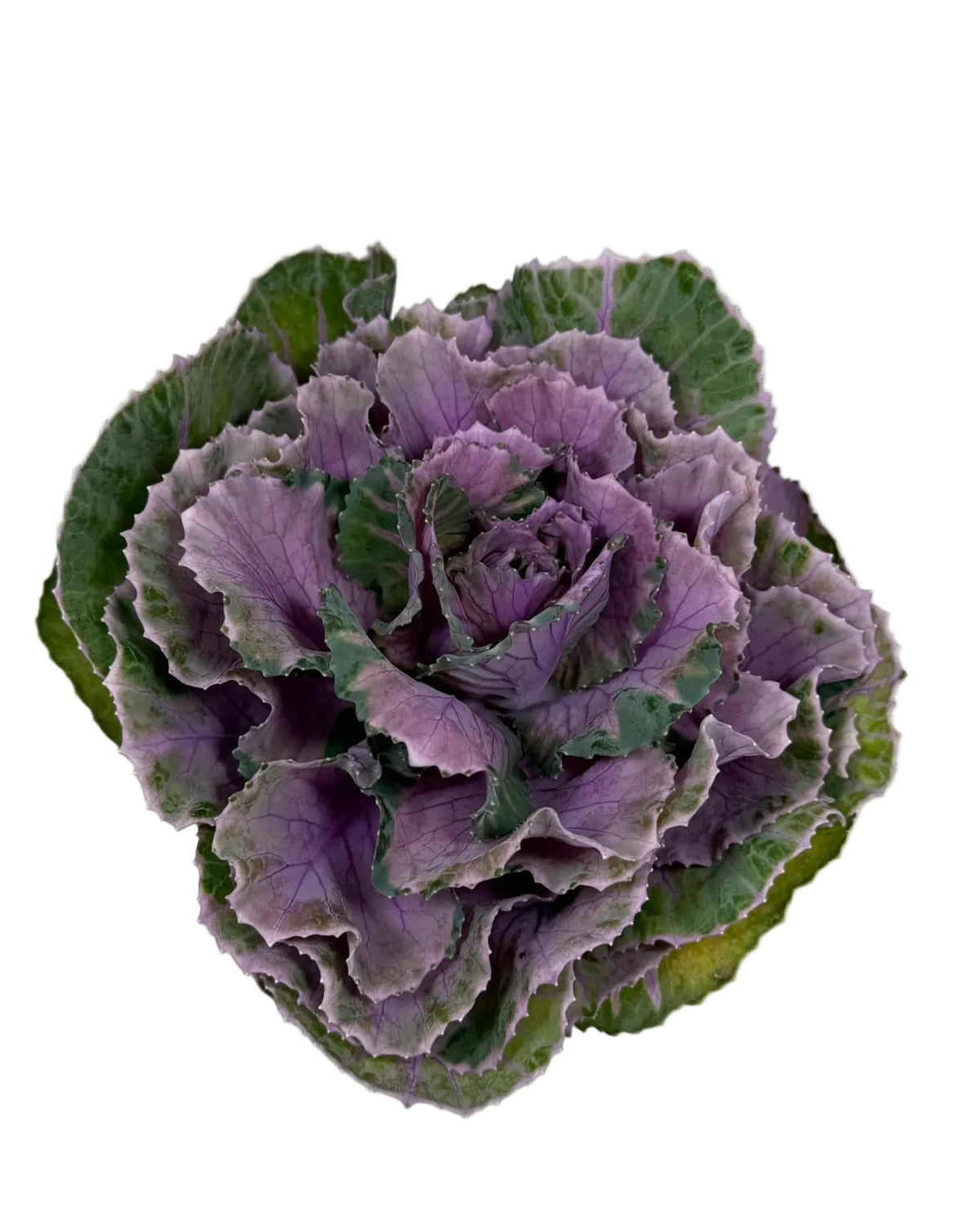 KALE CRANE PURPLE