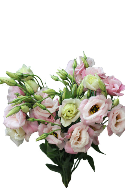 LISIANTHUS PINK