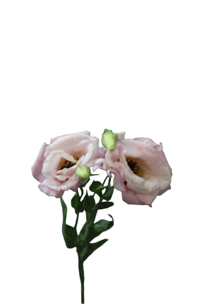 LISIANTHUS PINK