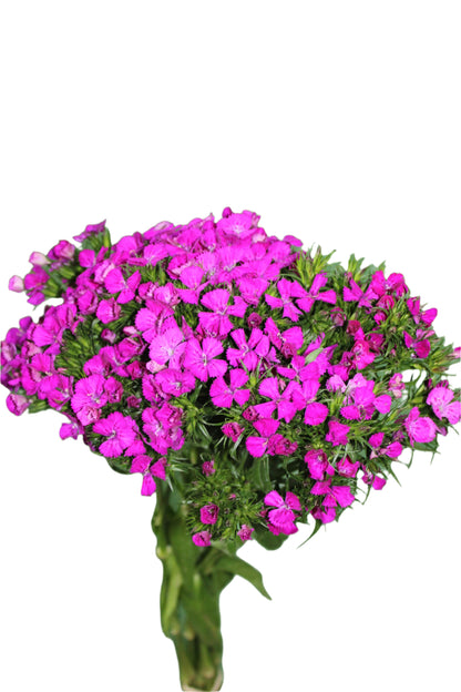 DIANTHUS AMZ NEON PURPLE