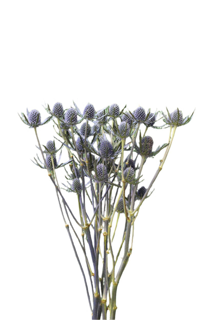 ERYNGIUM BLUE