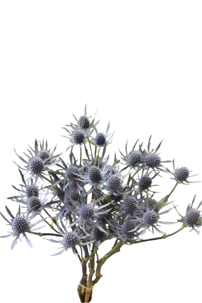 ERYNGIUM BLUE