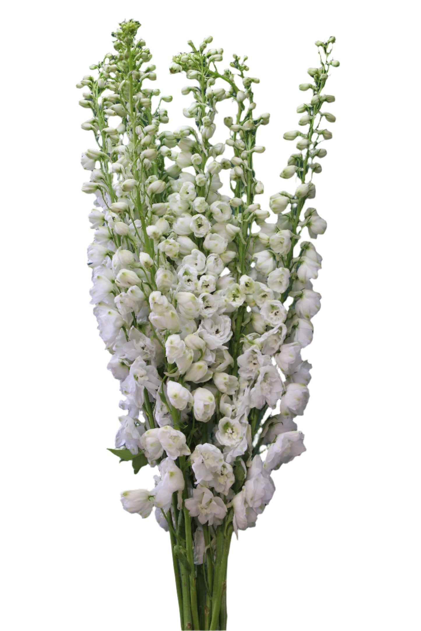 DELPHINIUM WHITE