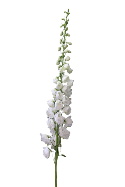 DELPHINIUM WHITE