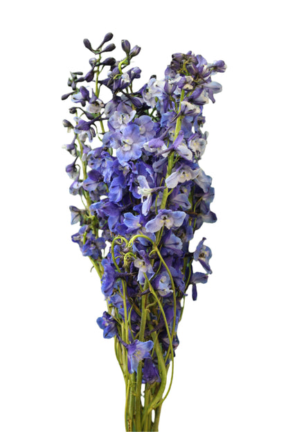 DELPHINIUM DARK BLUE