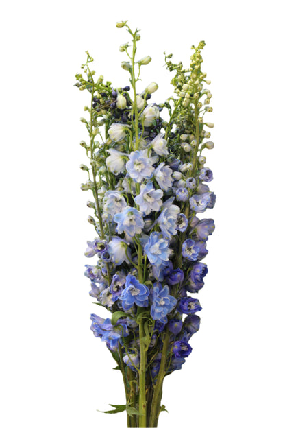 DELPHINIUM BLUE