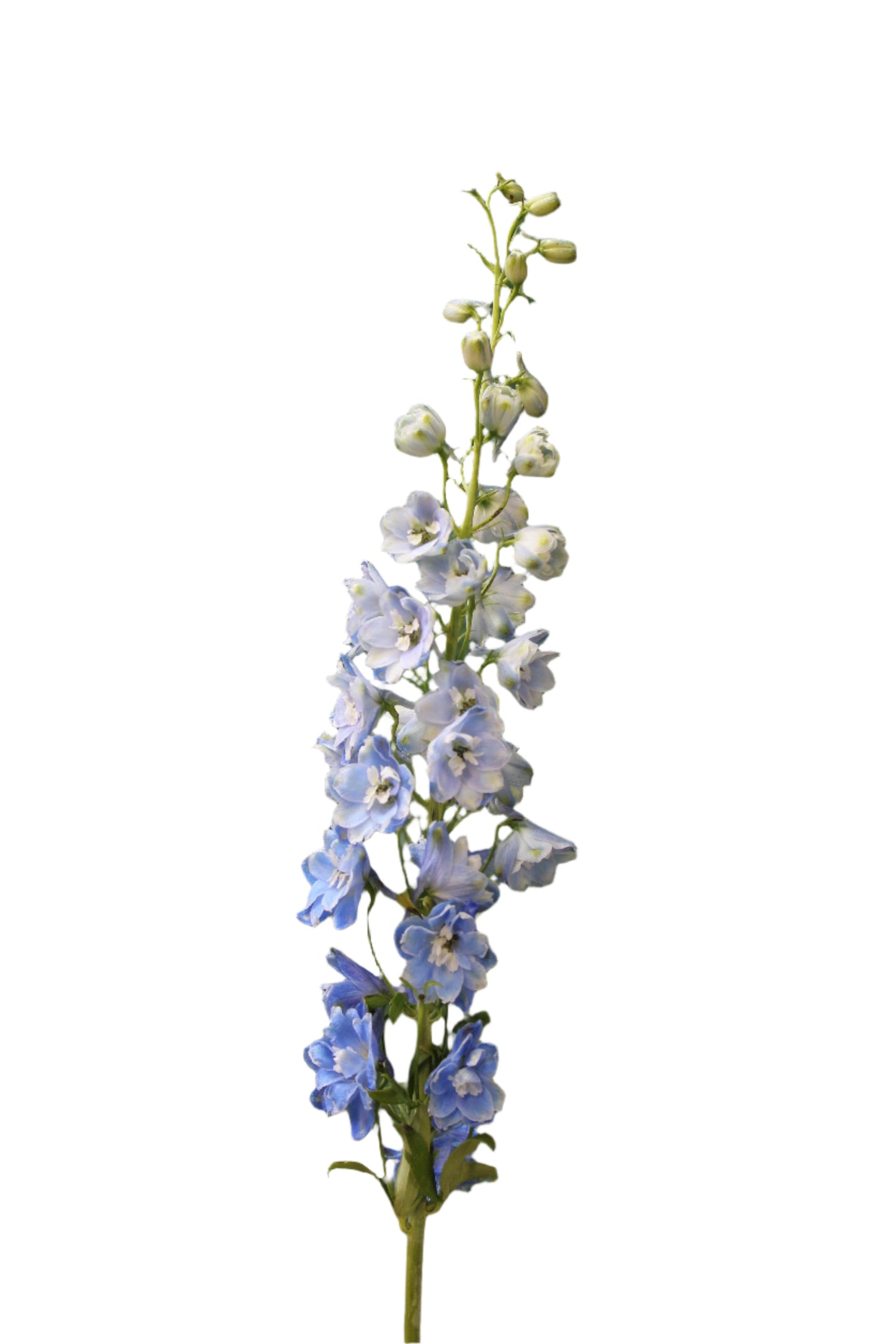 DELPHINIUM BLUE