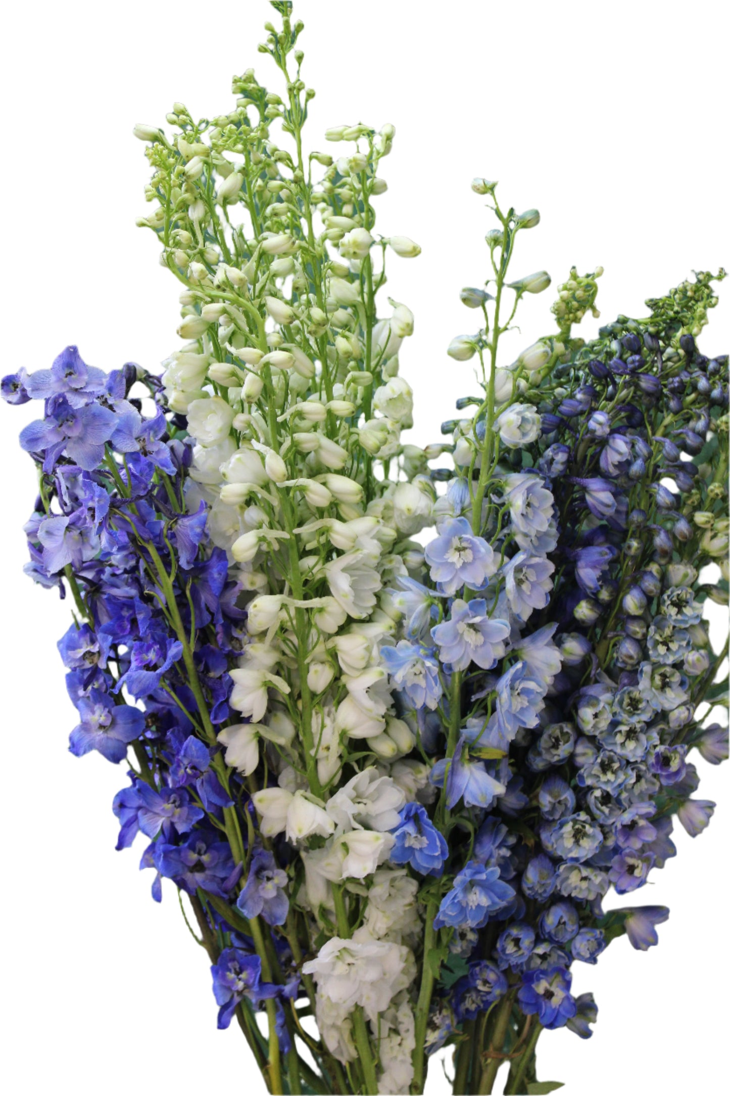 DELPHINIUM ASSORTED