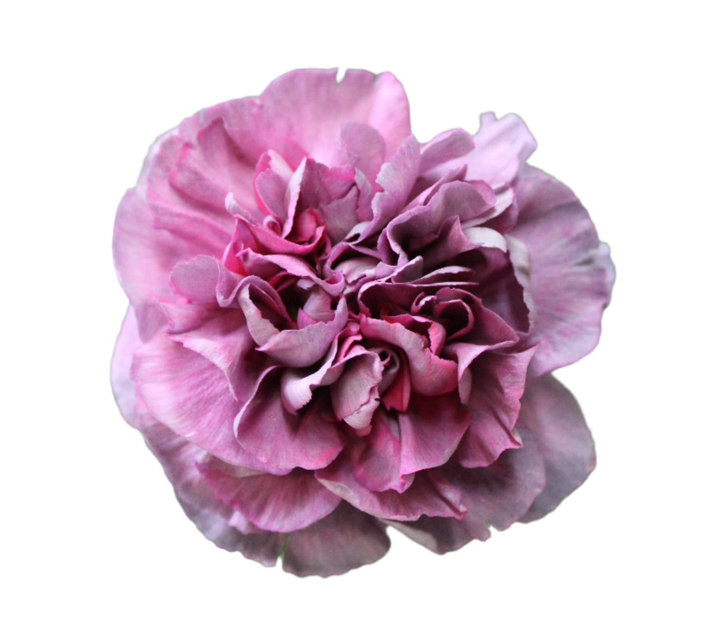 CARNATION PURPLE