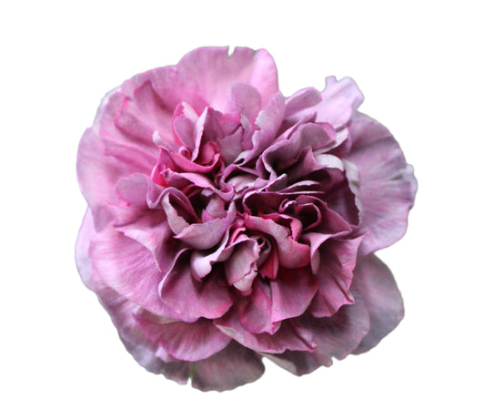 CARNATION PURPLE