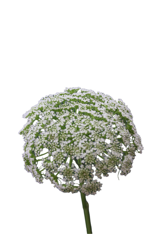 AMMI MAJUS