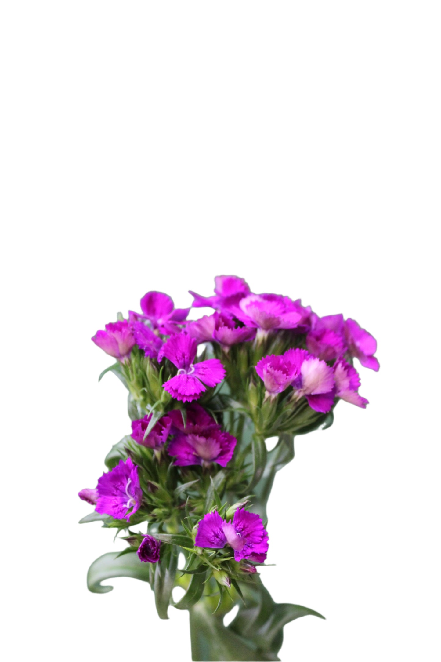 DIANTHUS AMZ NEON PURPLE