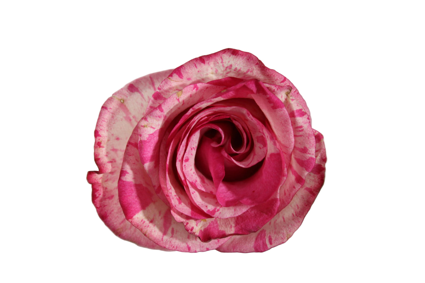 ROSES MAGIC TIMES