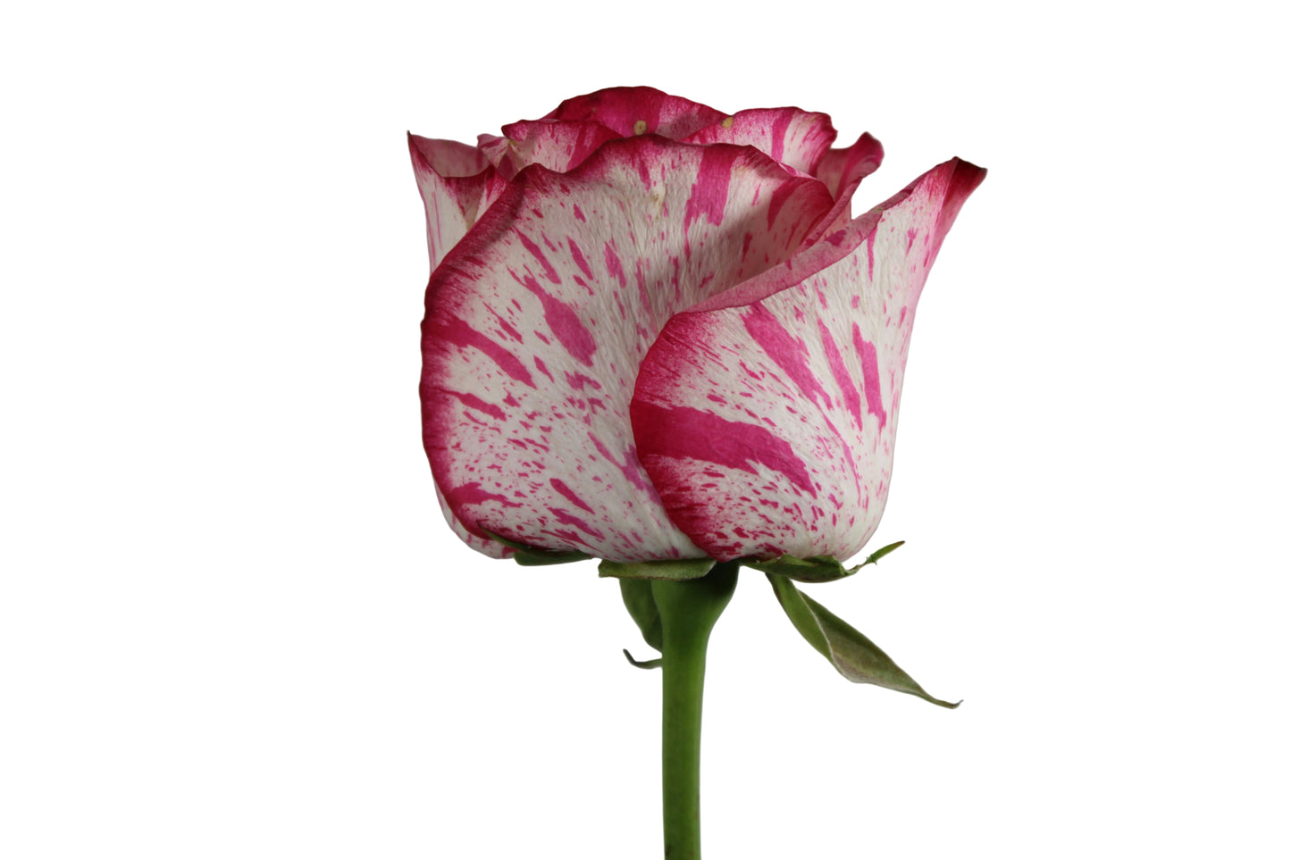 ROSES MAGIC TIMES