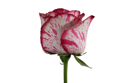 ROSES MAGIC TIMES