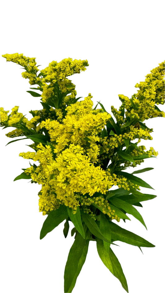 SOLIDAGO