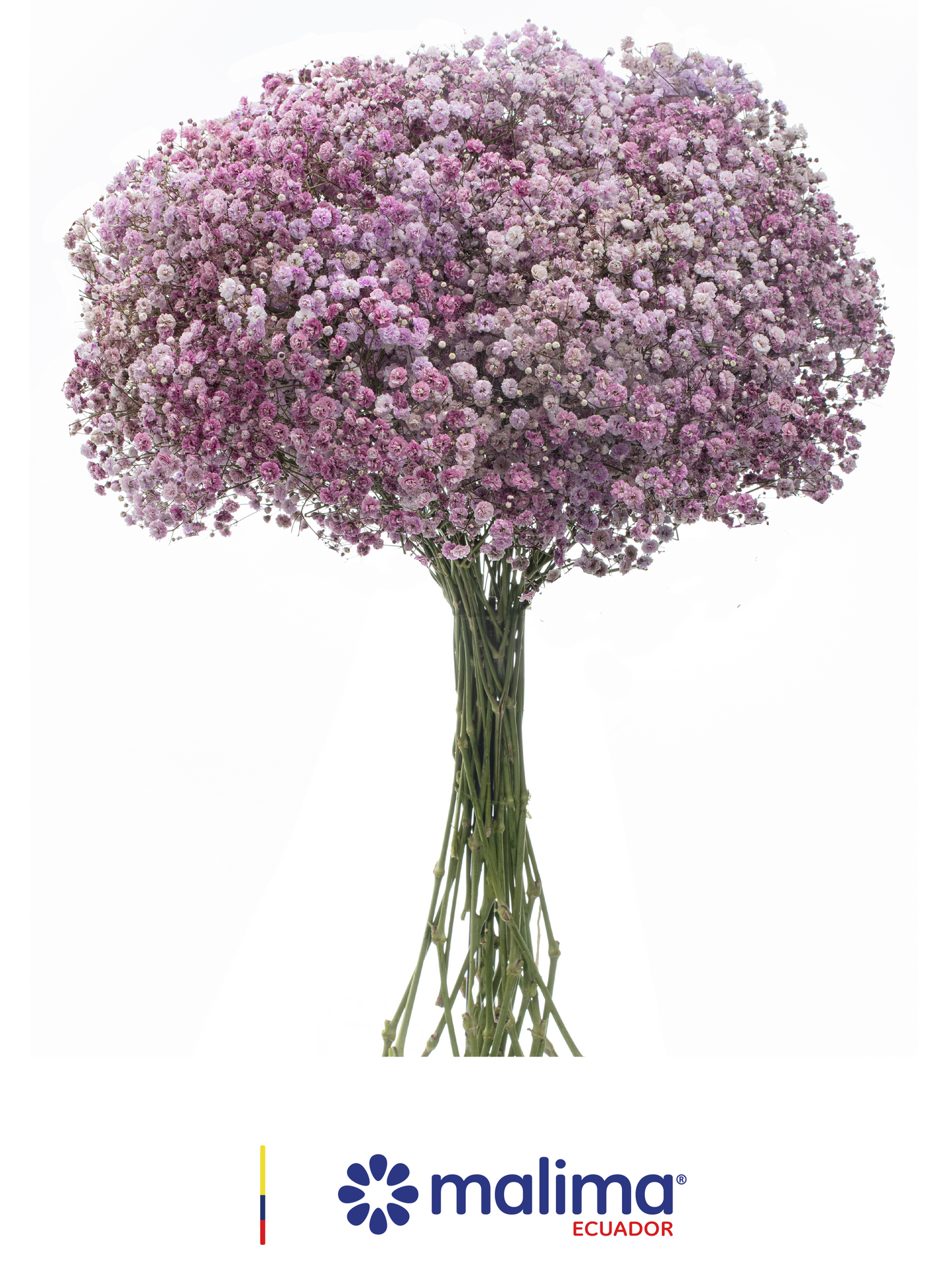 GYPSO TINTED LAVANDER