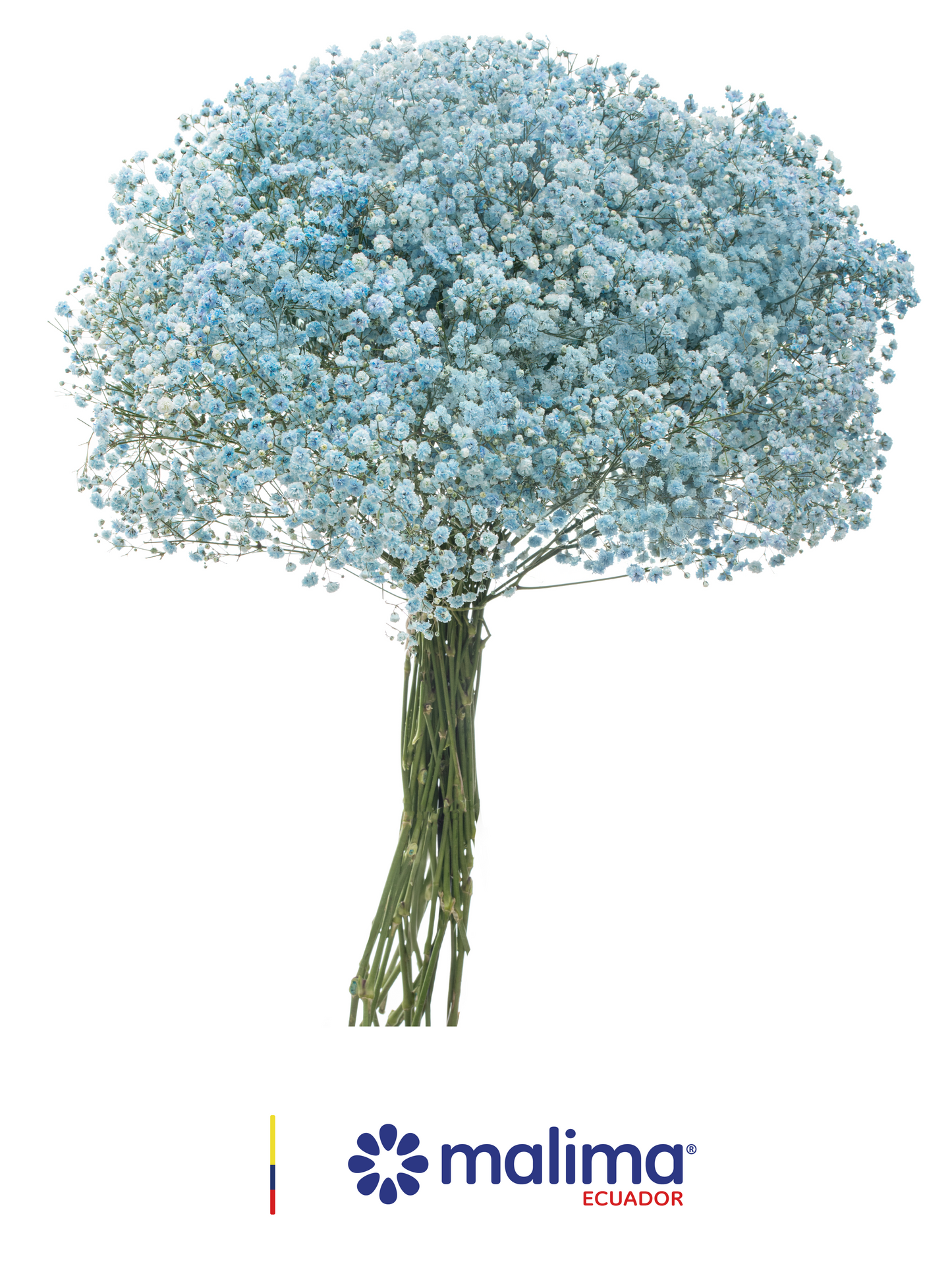GYPSO TINTED LIGHT-BLUE