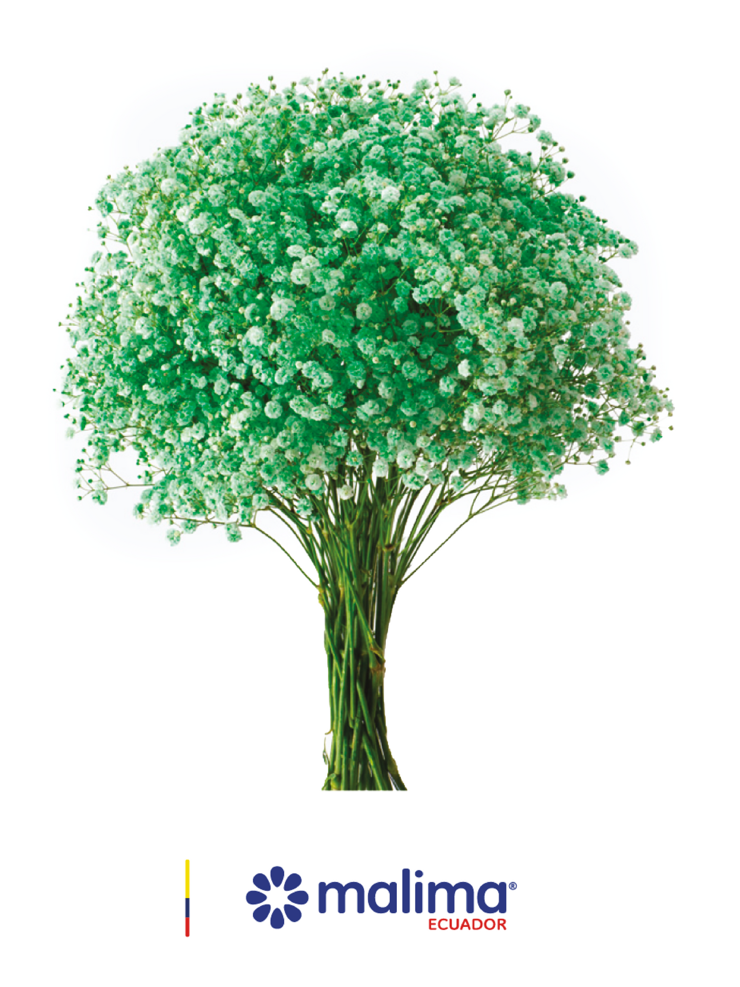 GYPSO TINTED LIGHT-GREEN