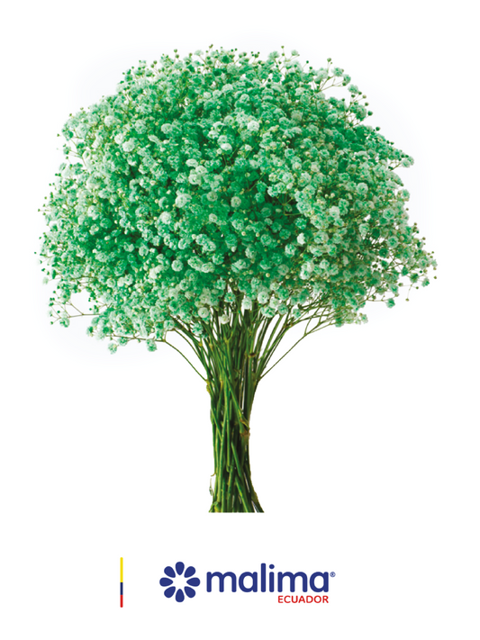 GYPSO TINTED LIGHT-GREEN