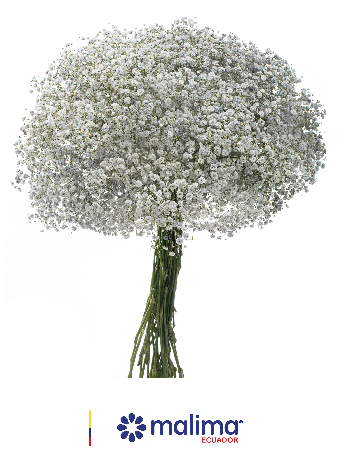 GYPSO TINTED LIGHT-GREY