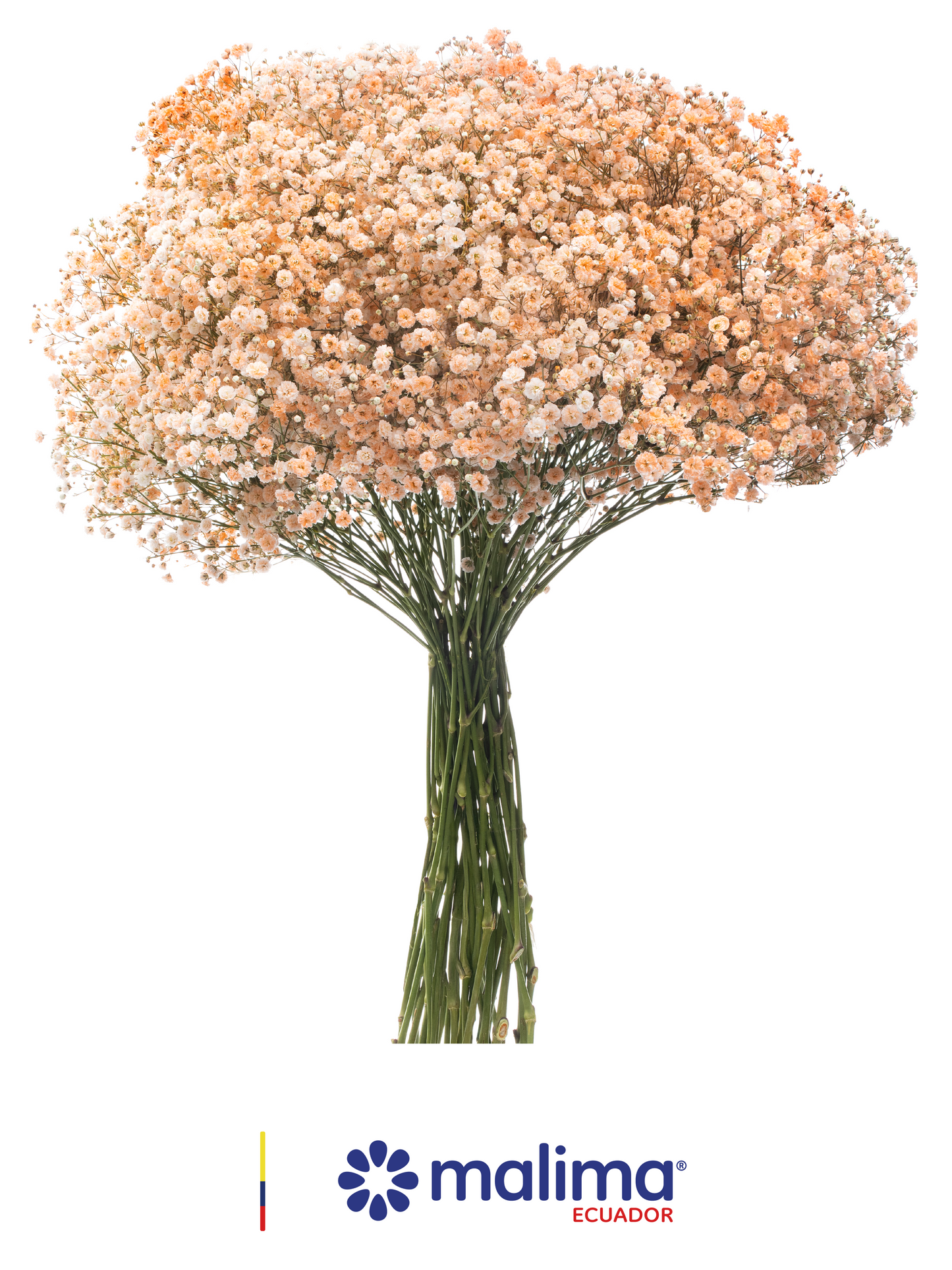 GYPSO TINTED LIGHT-ORANGE
