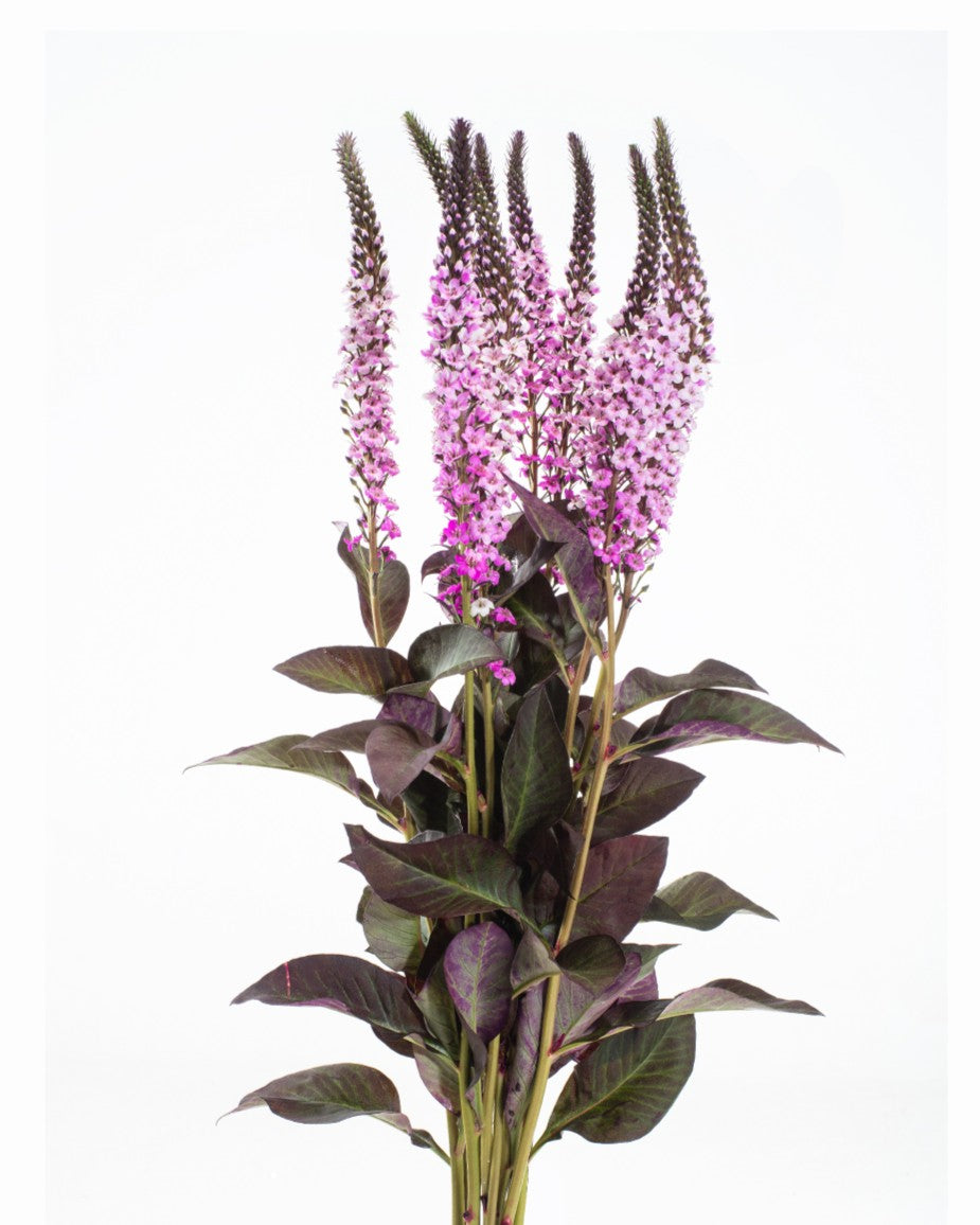 LYSIMACCHIA LIGHT PINK