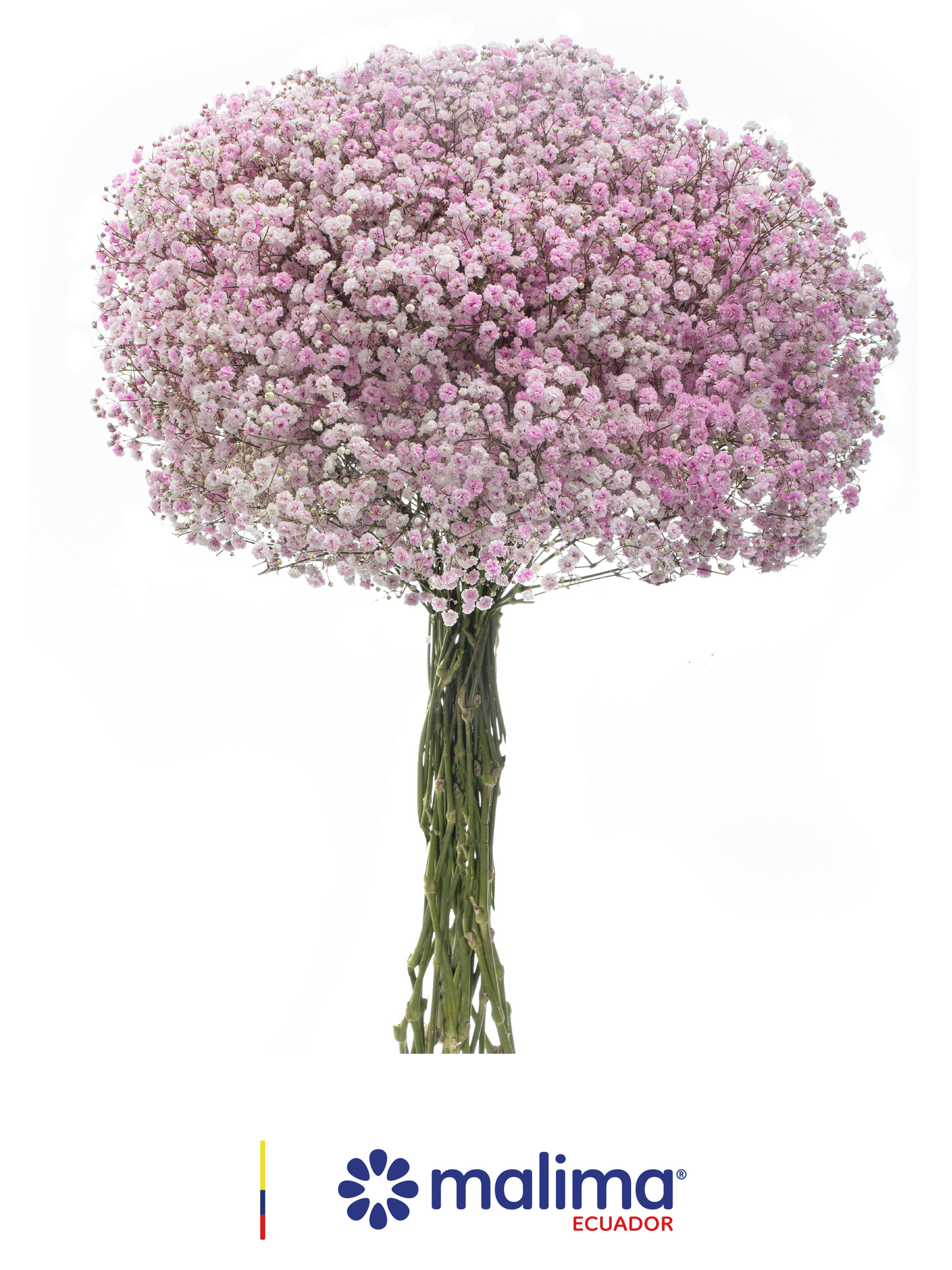 GYPSO TINTED LIGHT-PINK