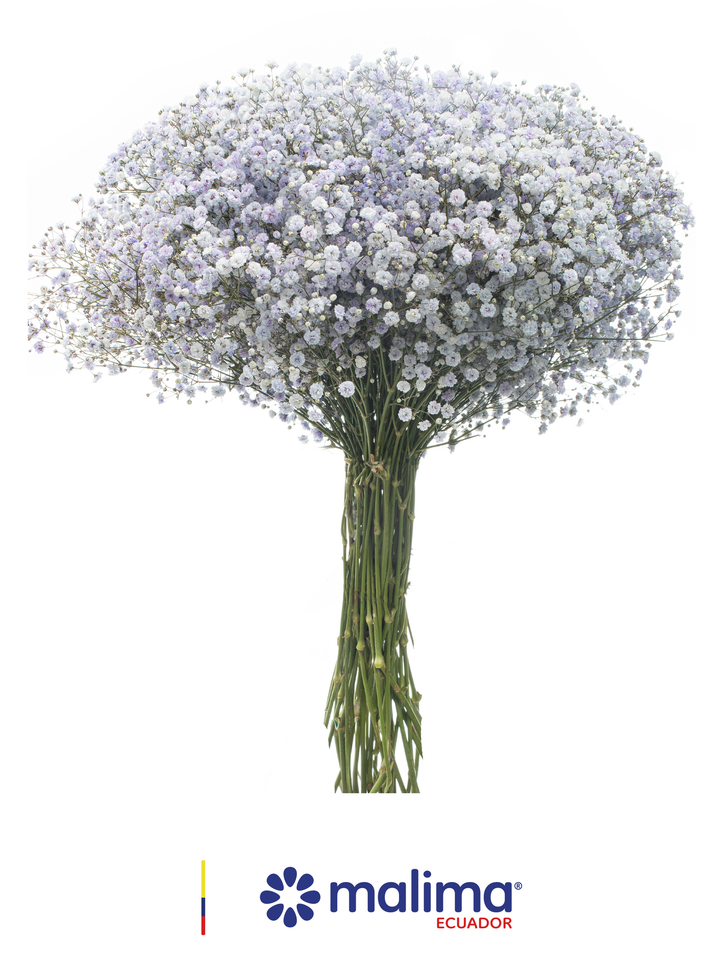 GYPSO TINTED LIGHT-PURPLE