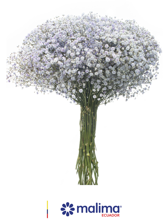 GYPSO TINTED LIGHT-PURPLE