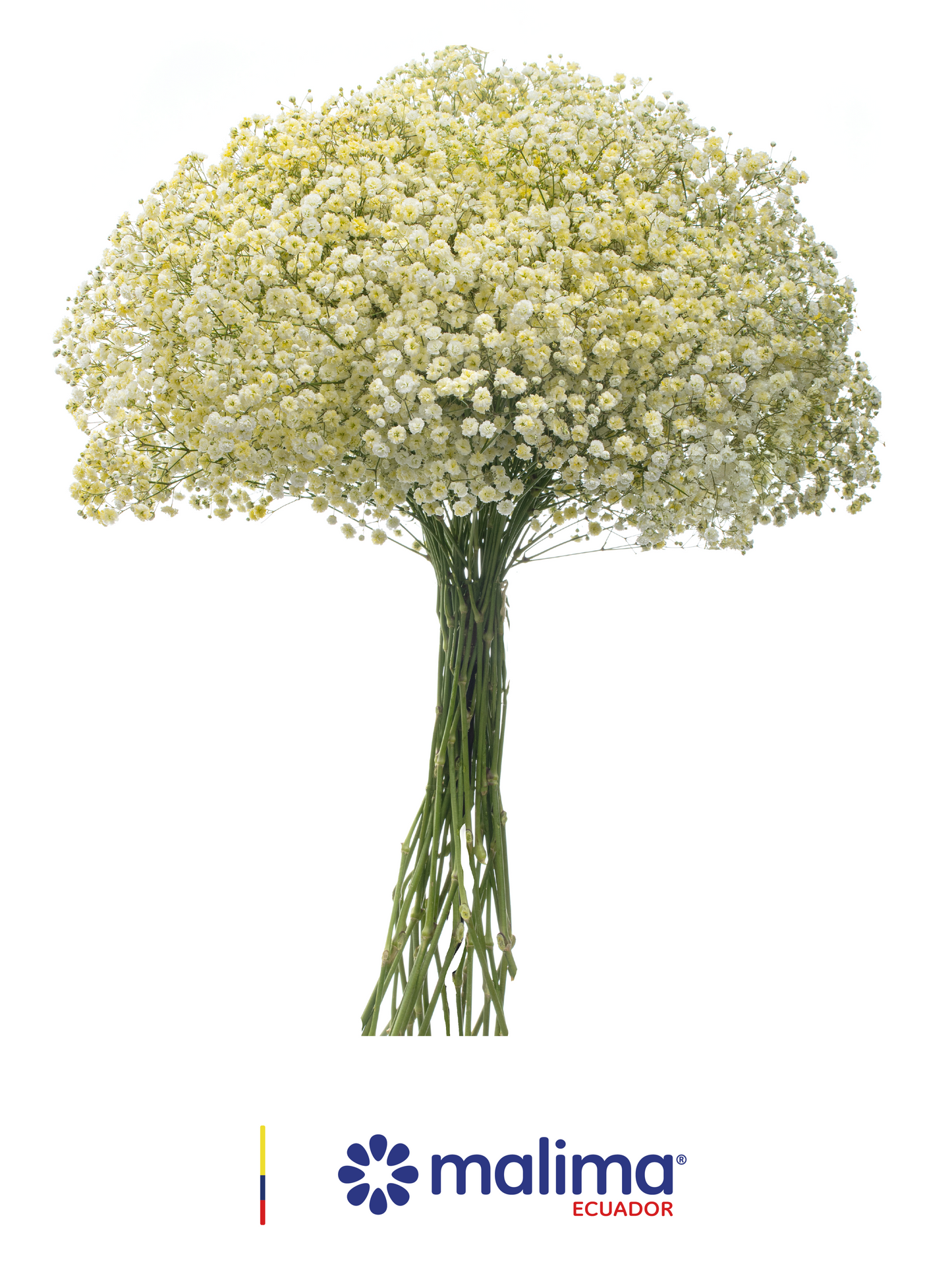 GYPSO TINTED LIGHT-YELLOW