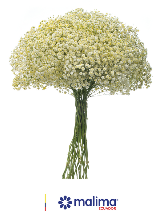 GYPSO TINTED LIGHT-YELLOW