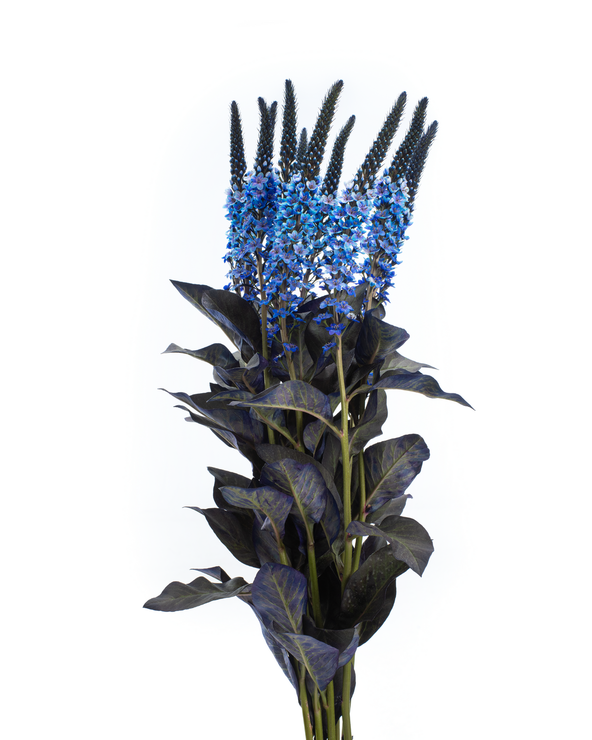 LYSIMACCHIA BUNCH DARK BLUE